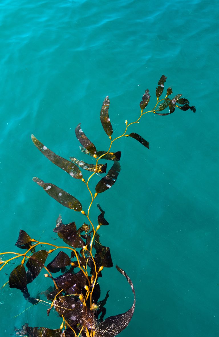 Read more about the article Business Efficiency – How to Avoid Troublesome “Kelp”
