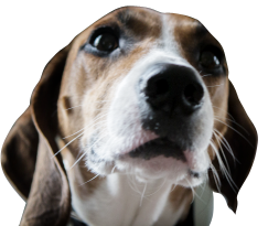 prim the Fraim, Cawley & Company accounting official greeter
