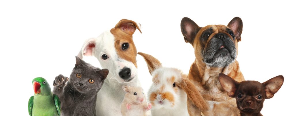 Group of cute pets on white background. Banner design
